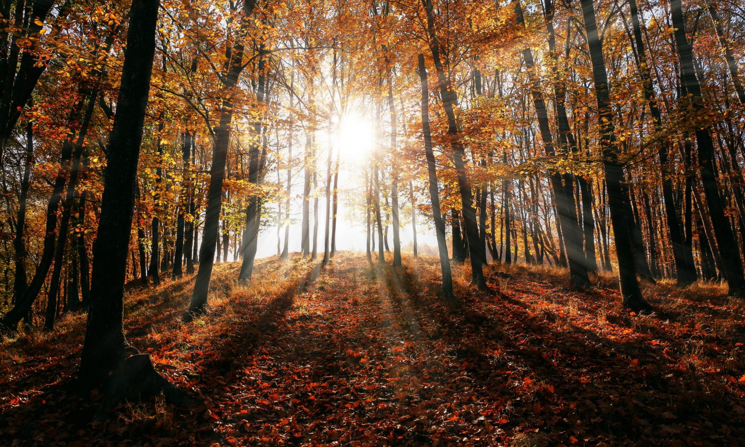 pexels-valiphotos-589816